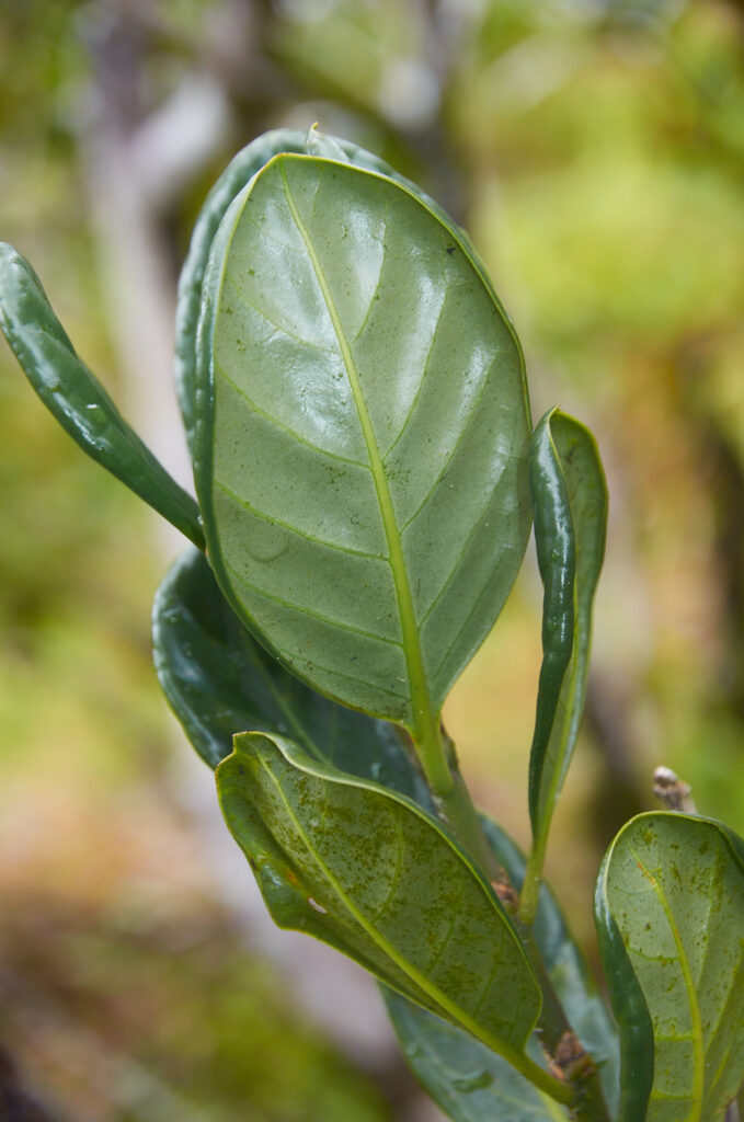 Chassalia coriacea  - Maurice