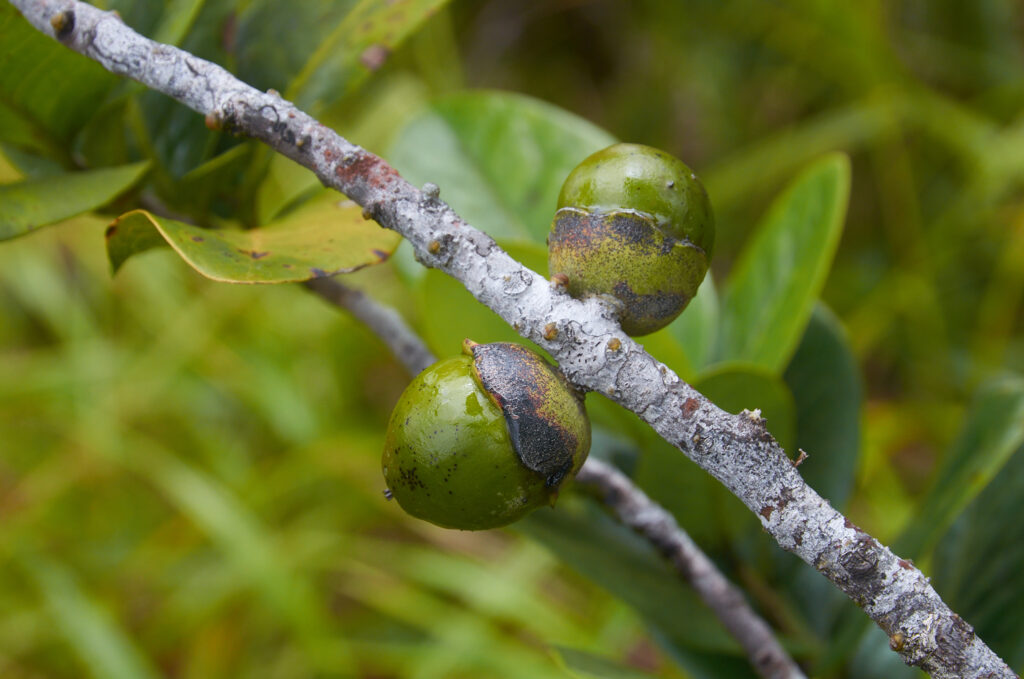 Diospyros revaughanii - Maurice