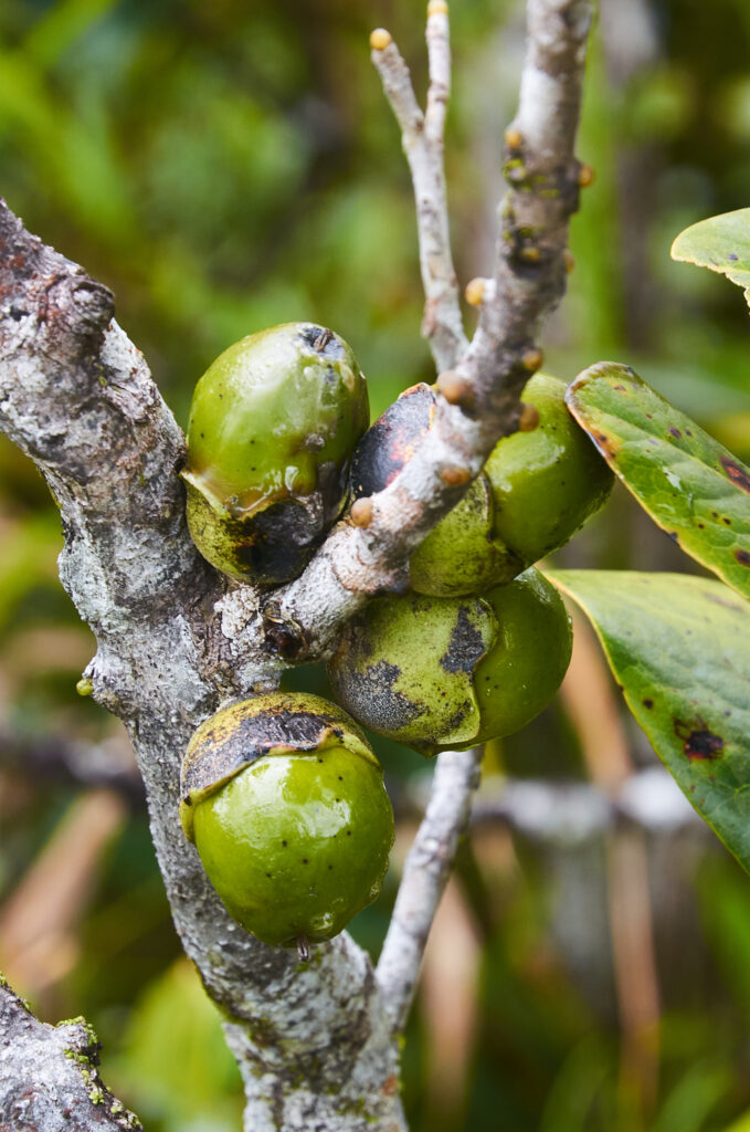 Diospyros revaughanii - Maurice