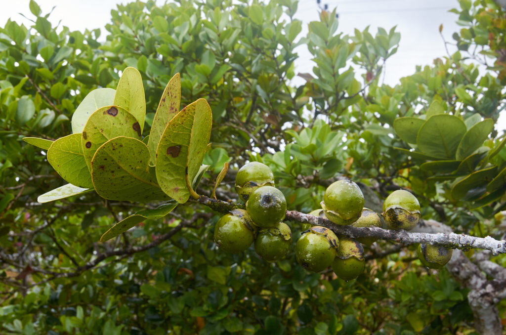 Diospyros revaughanii - Maurice