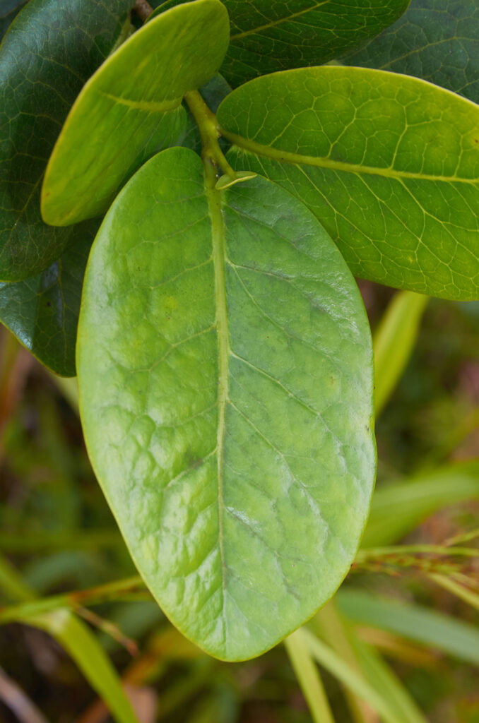 Diospyros revaughanii - Maurice