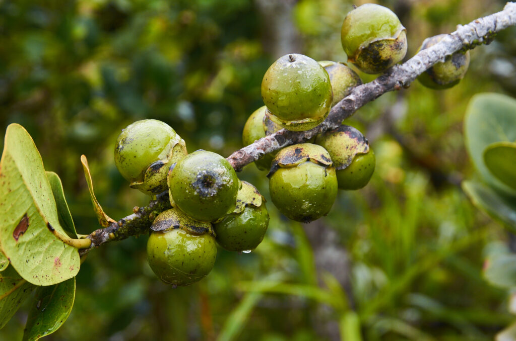 Diospyros revaughanii - Maurice