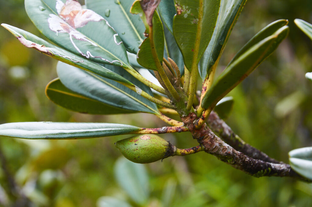 Labourdonnaisia calophylloides - Maurice