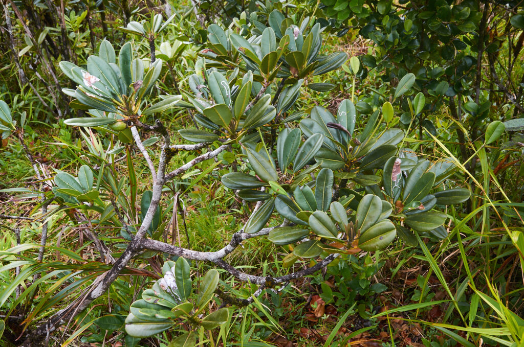Labourdonnaisia calophylloides - Maurice