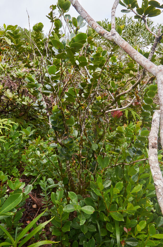 Tambourissa cordifolia - Maurice