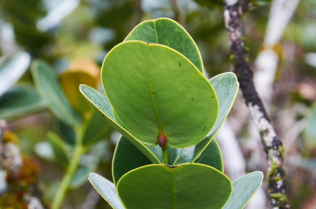 Tambourissa cordifolia - Maurice