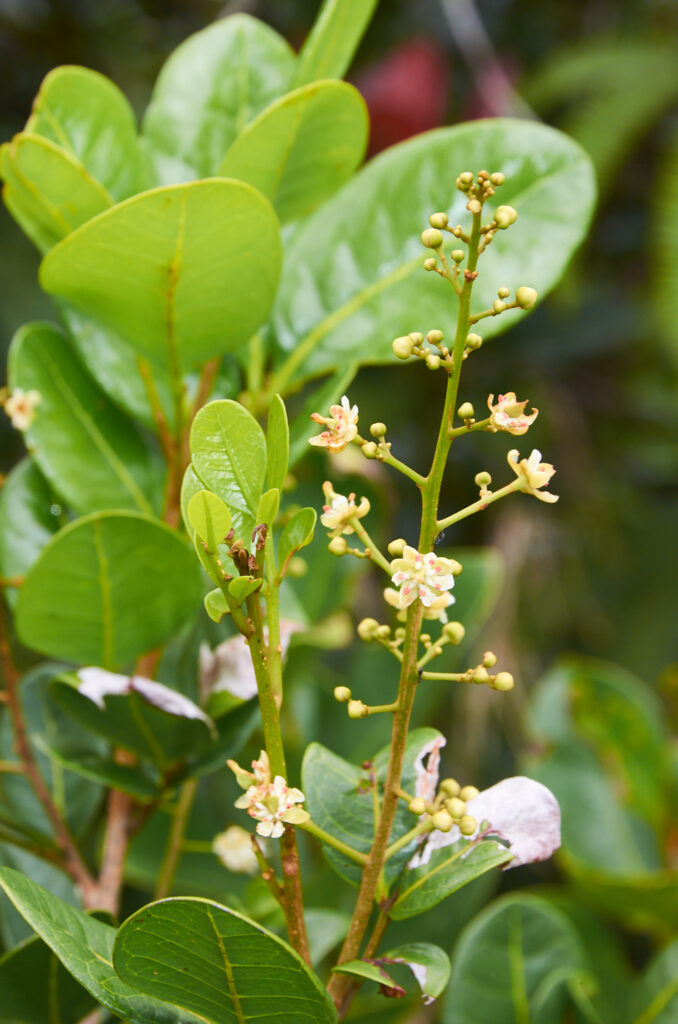 Molinaea alternifolia - Maurice