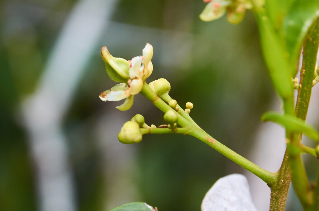 Molinaea alternifolia - Maurice
