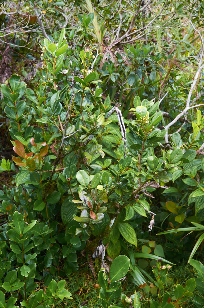 Molinaea alternifolia - Maurice