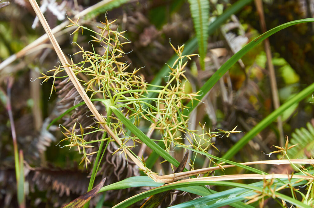 Rhynchospora corymbosa - Maurice