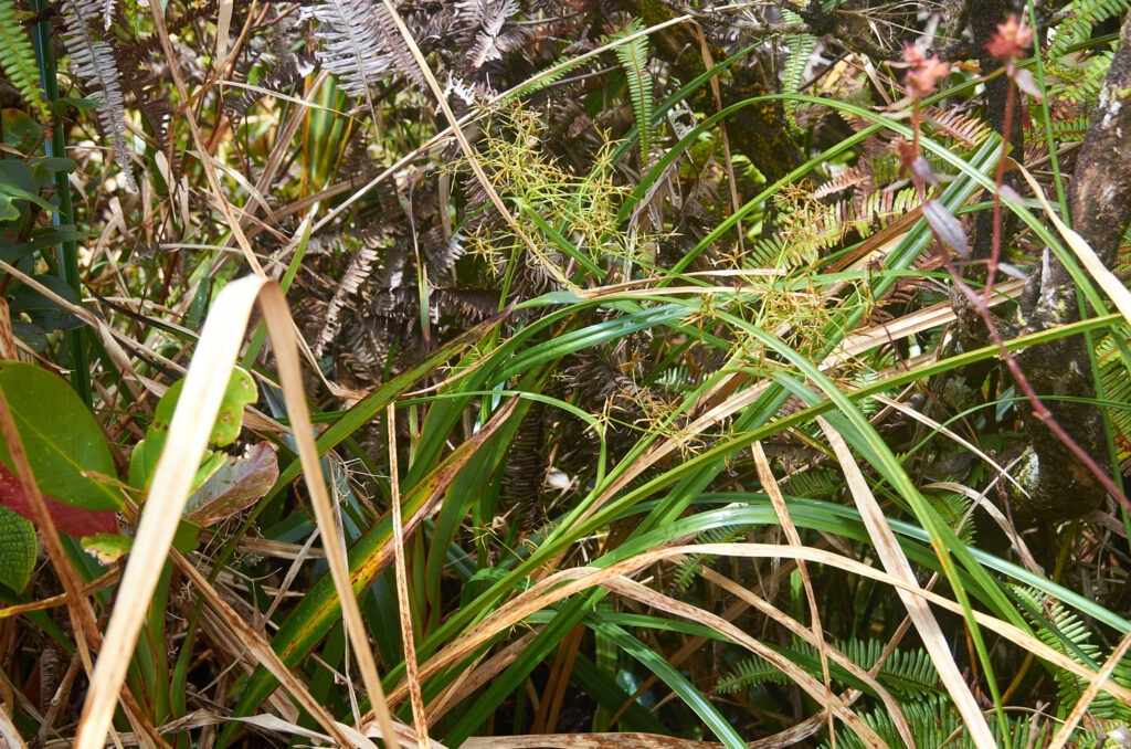Rhynchospora corymbosa - Maurice