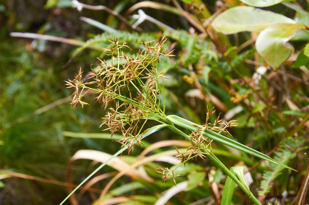 Rhynchospora corymbosa - Maurice