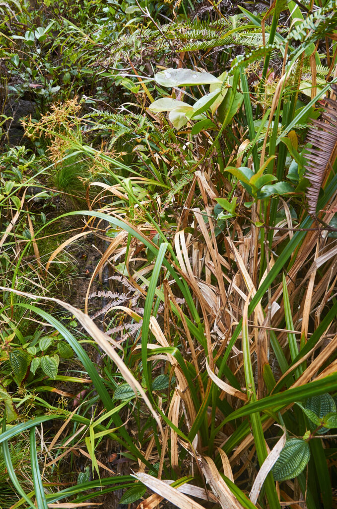 Rhynchospora corymbosa - Maurice