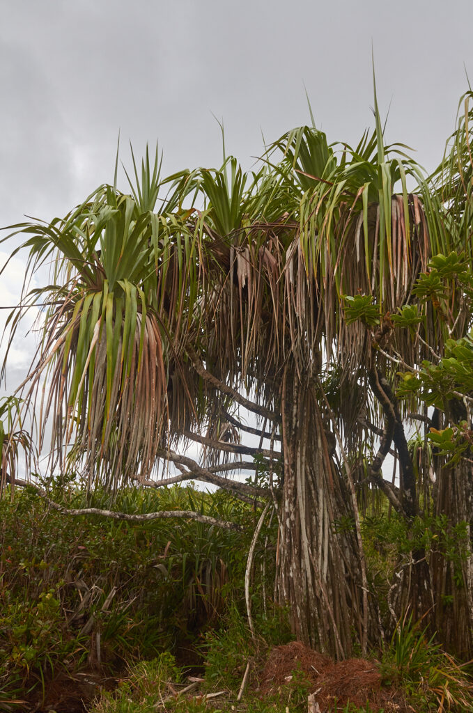 Pandanus palustris - Maurice