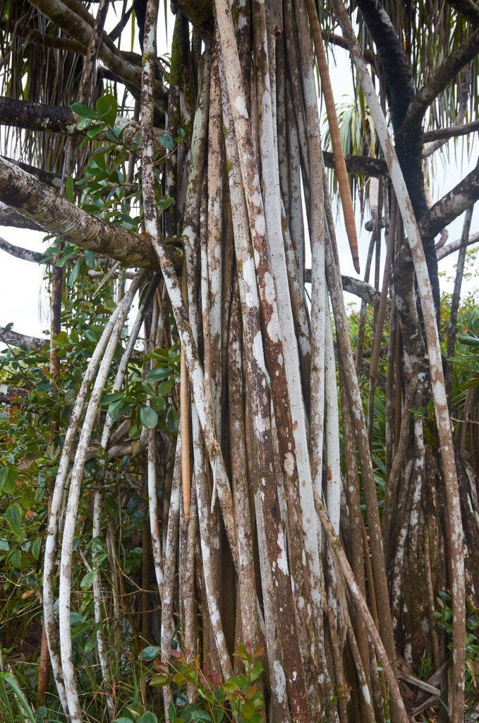Pandanus palustris - Maurice
