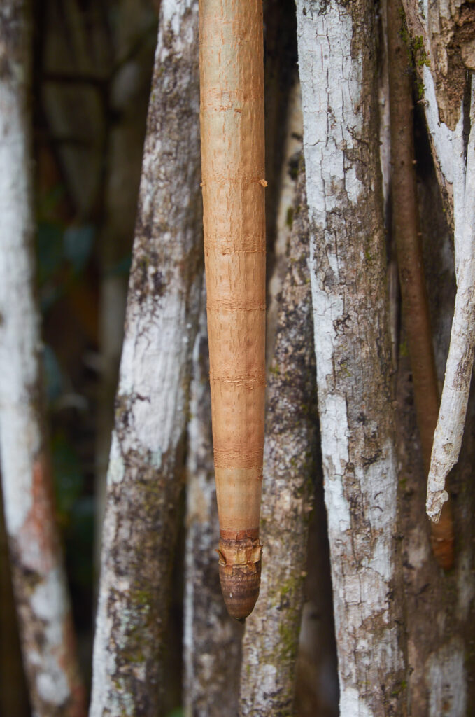 Pandanus palustris - Maurice