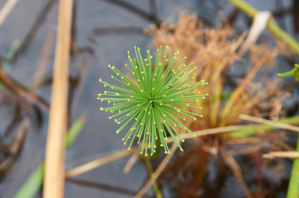 Cyperus prolifer - Maurice