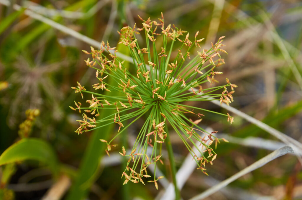 Cyperus prolifer - Maurice