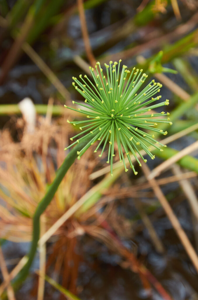Cyperus prolifer - Maurice