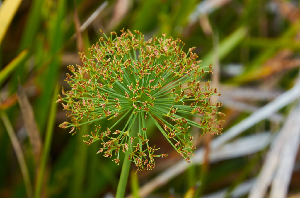 Cyperus prolifer - Maurice