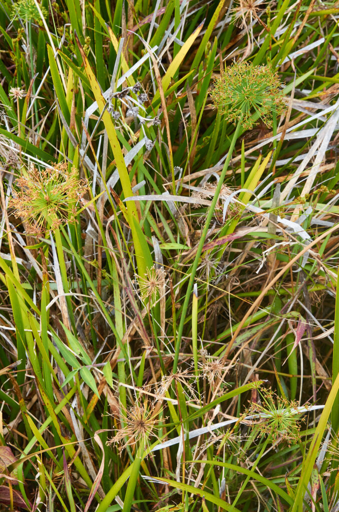 Cyperus prolifer - Maurice