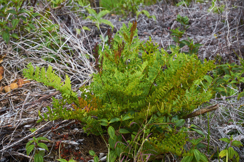 Osmunda regalis - Maurice