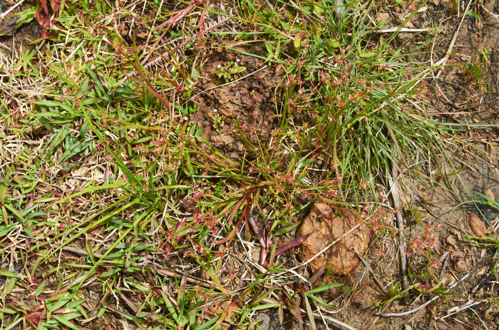 Juncus prismatocarpus - Maurice
