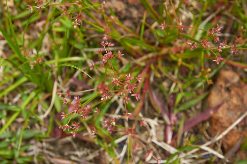 Juncus prismatocarpus - Maurice