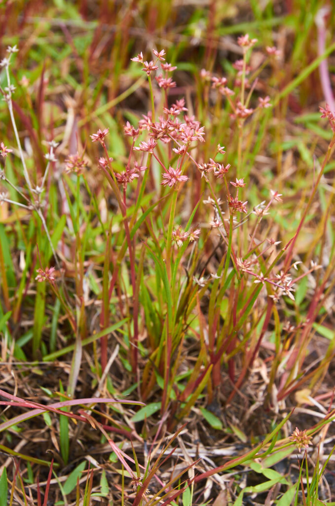 Juncus prismatocarpus - Maurice