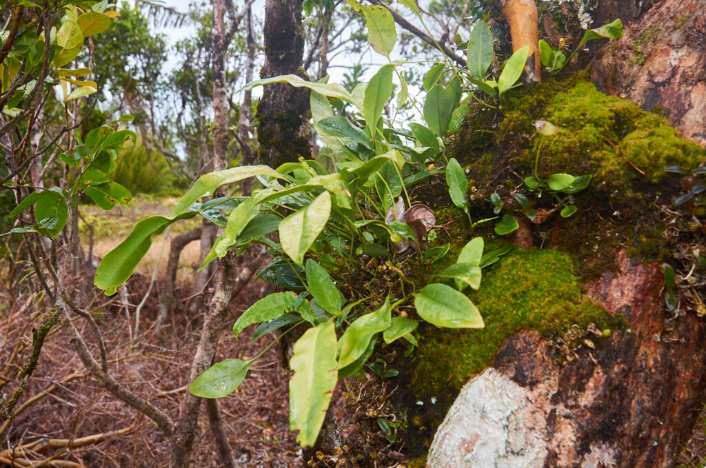 Elaphoglossum lepervanchii - Maurice