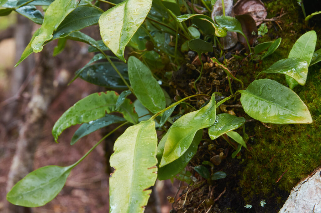 Elaphoglossum lepervanchii - Maurice