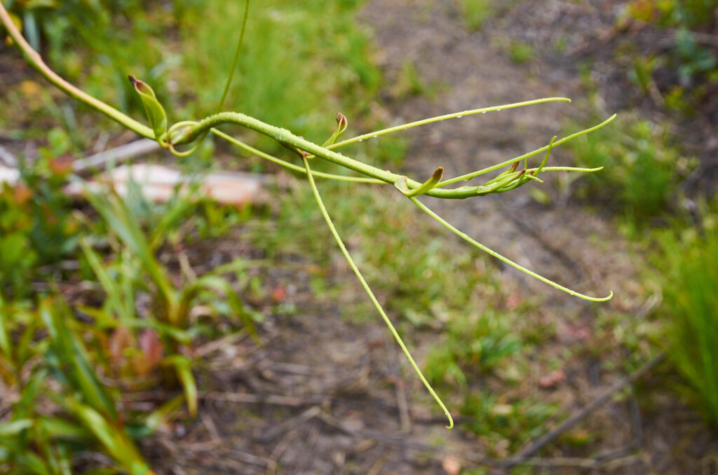 Smilax anceps - Maurice