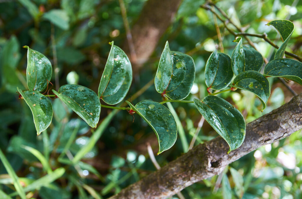 Smilax anceps - Maurice