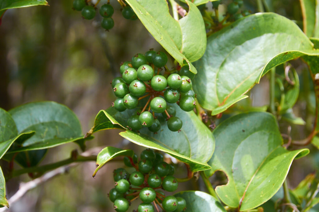 Smilax anceps - Maurice