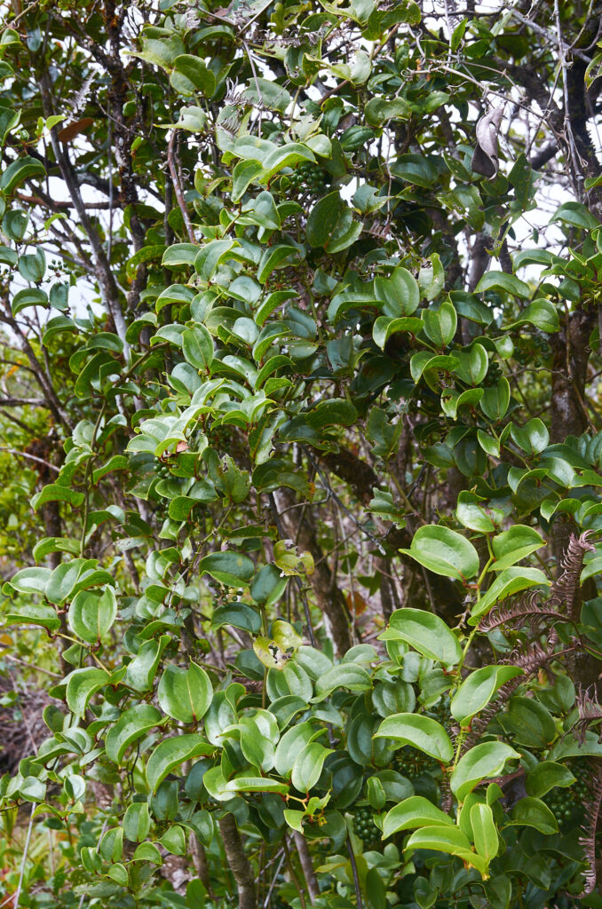 Smilax anceps - Maurice