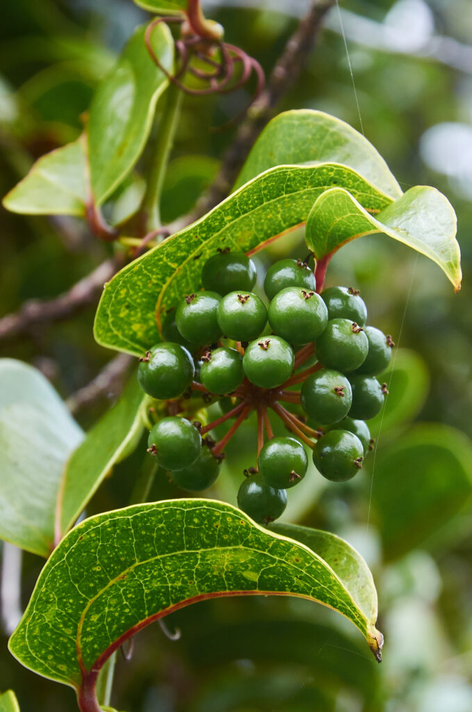 Smilax anceps - Maurice
