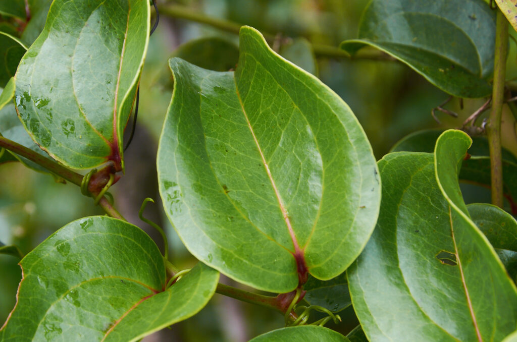 Smilax anceps - Maurice