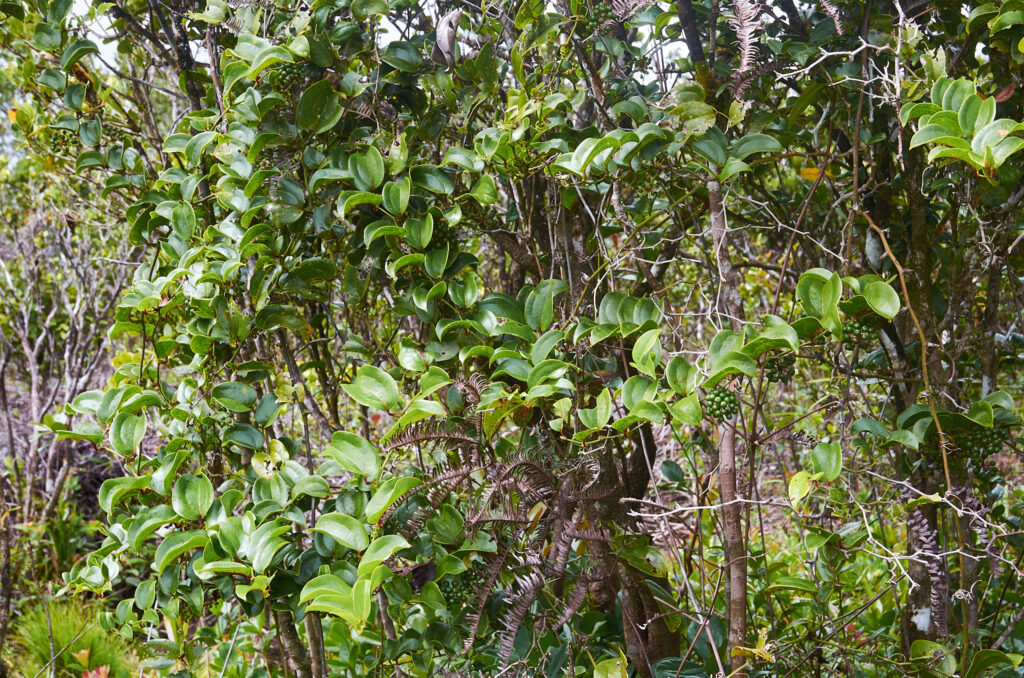 Smilax anceps - Maurice