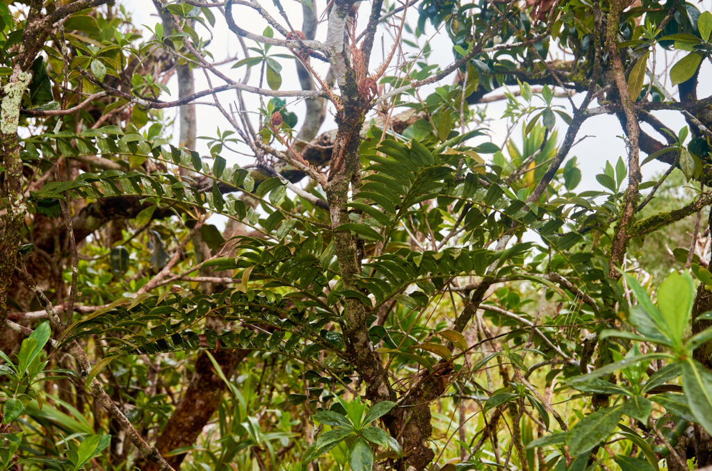 Lomariopsis pollicina - Maurice