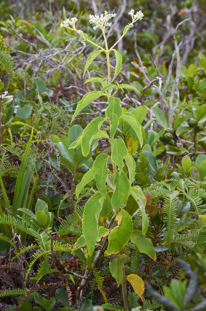 Clibadium surinamense - Maurice