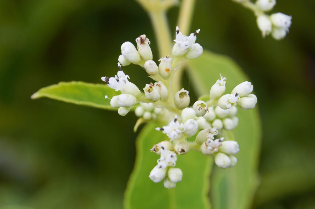 Clibadium surinamense - Maurice