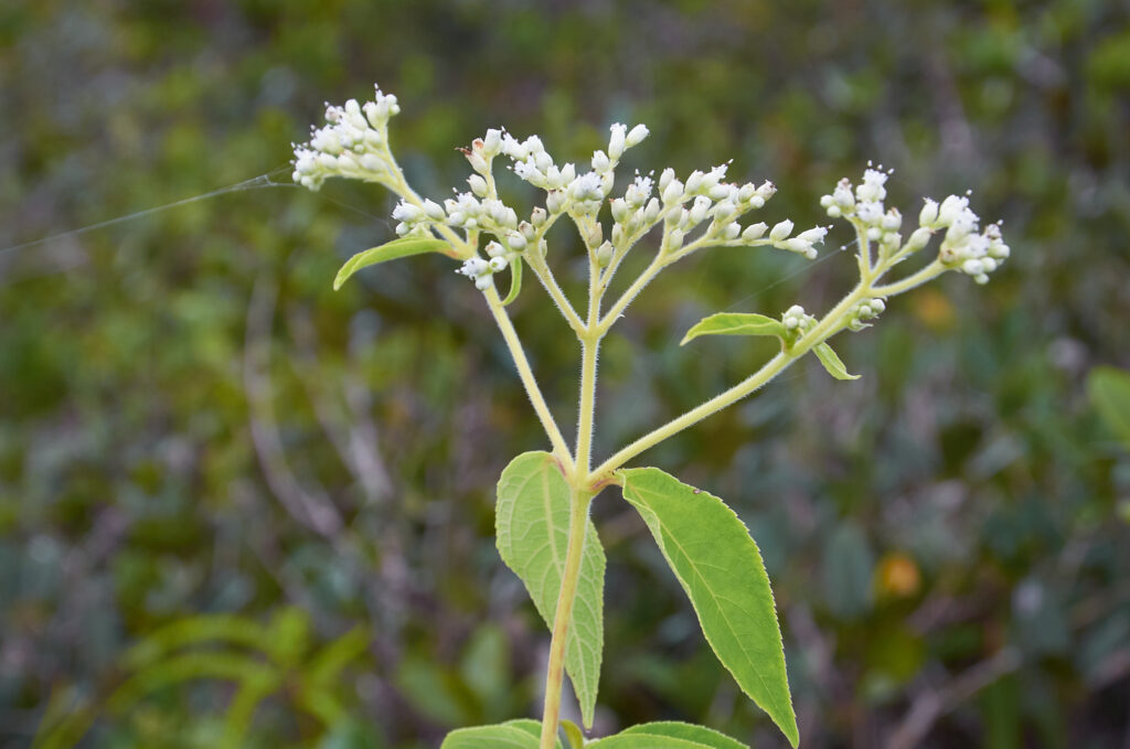 Clibadium surinamense - Maurice