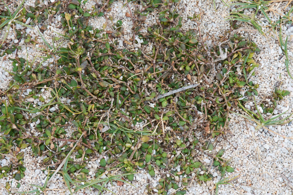 Oldenlandia sieberi - Maurice