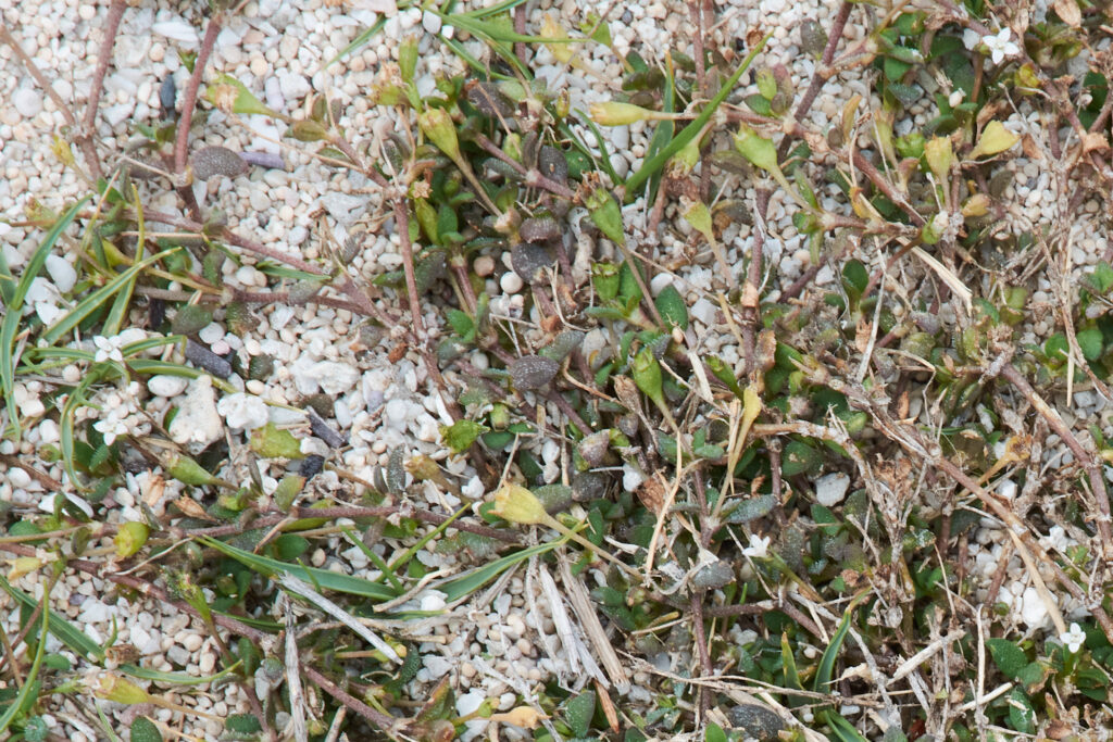 Oldenlandia sieberi - Maurice