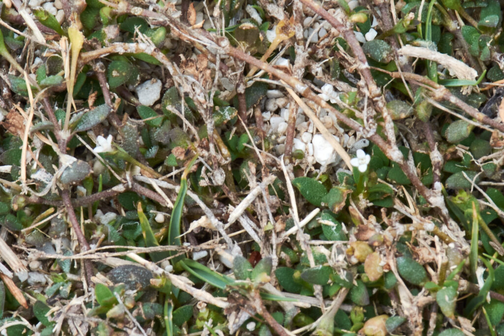 Oldenlandia sieberi - Maurice