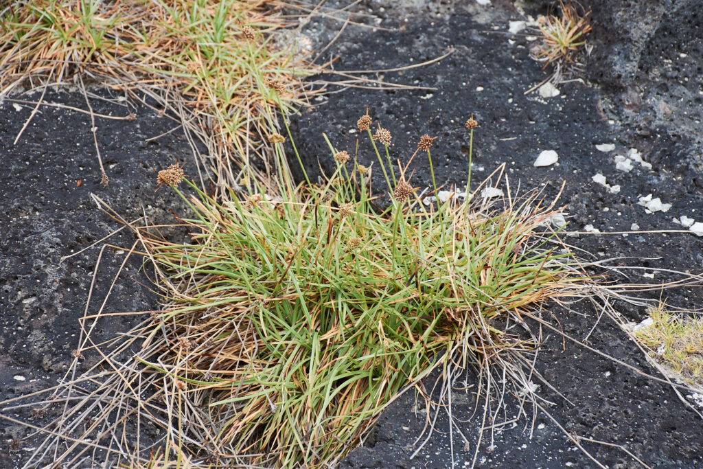 Fimbristylis cymosa - Maurice