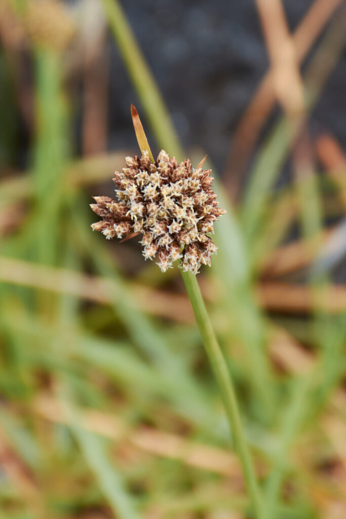 Fimbristylis cymosa - Maurice
