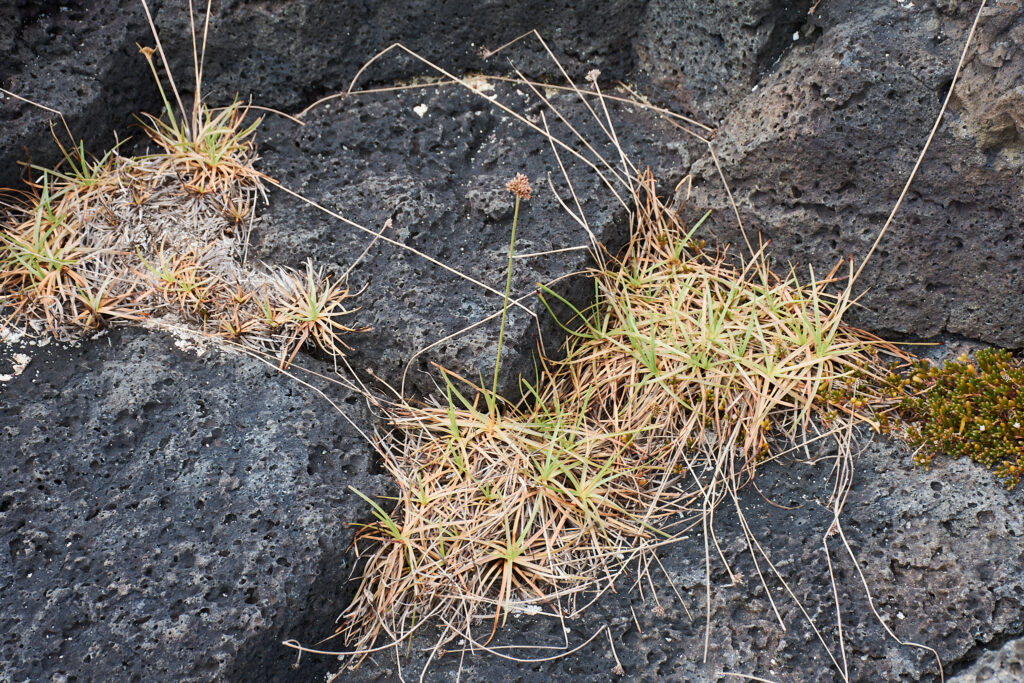 Fimbristylis cymosa - Maurice