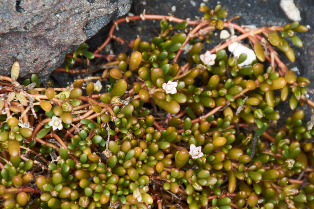 Sesuvium ayresii - Maurice