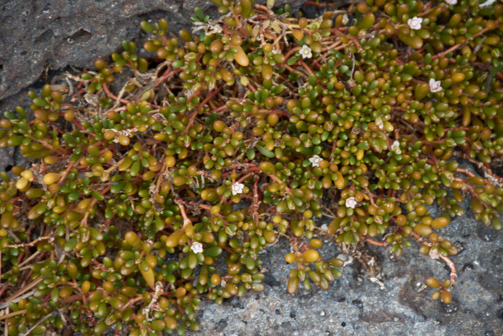 Sesuvium ayresii - Maurice